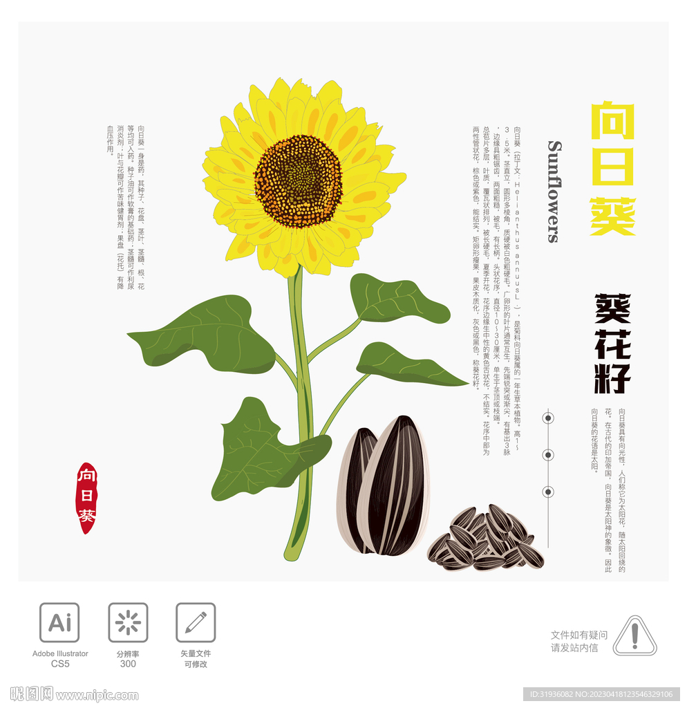 向日葵 葵花籽 插画
