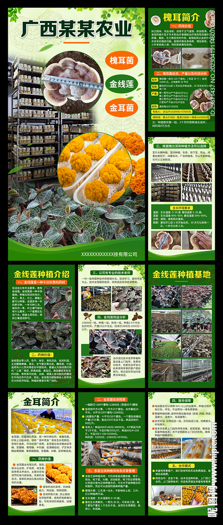 桑黄种植