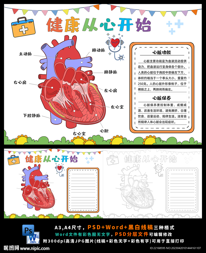 健康从心开始心脏结构小报