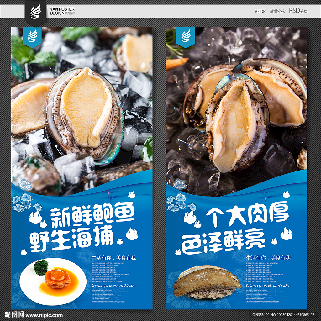 鲍鱼