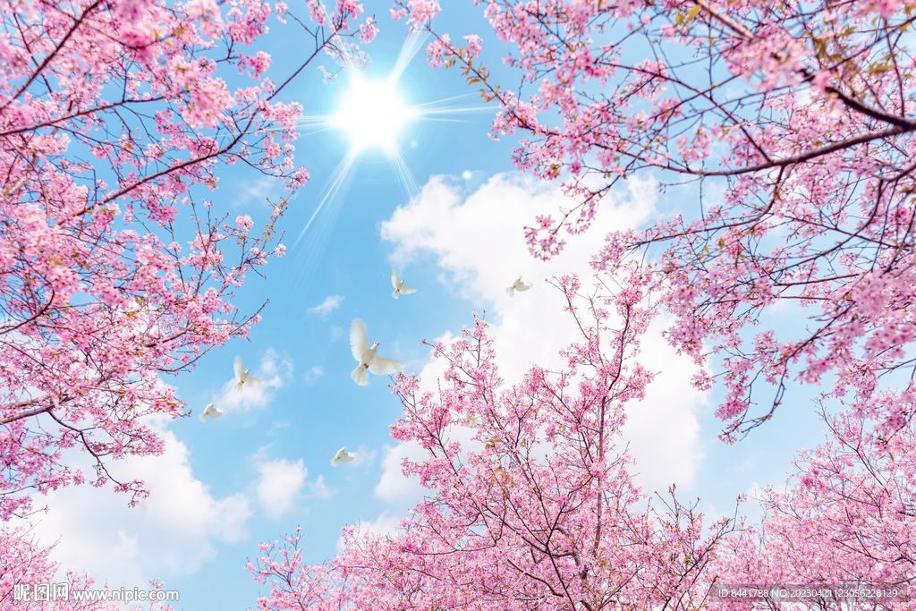 樱花