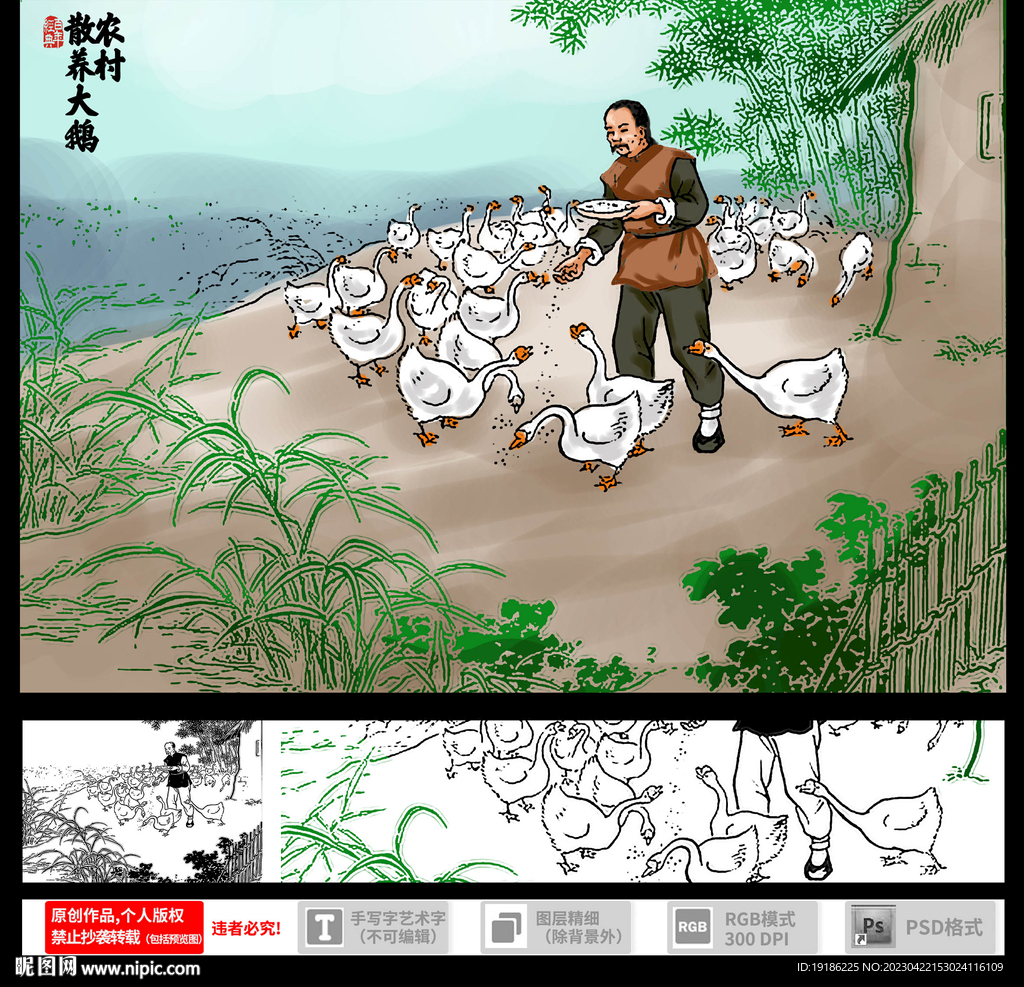 农村散养大鹅插画