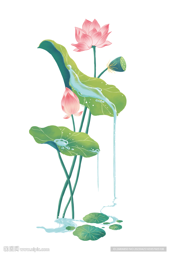 荷花插画