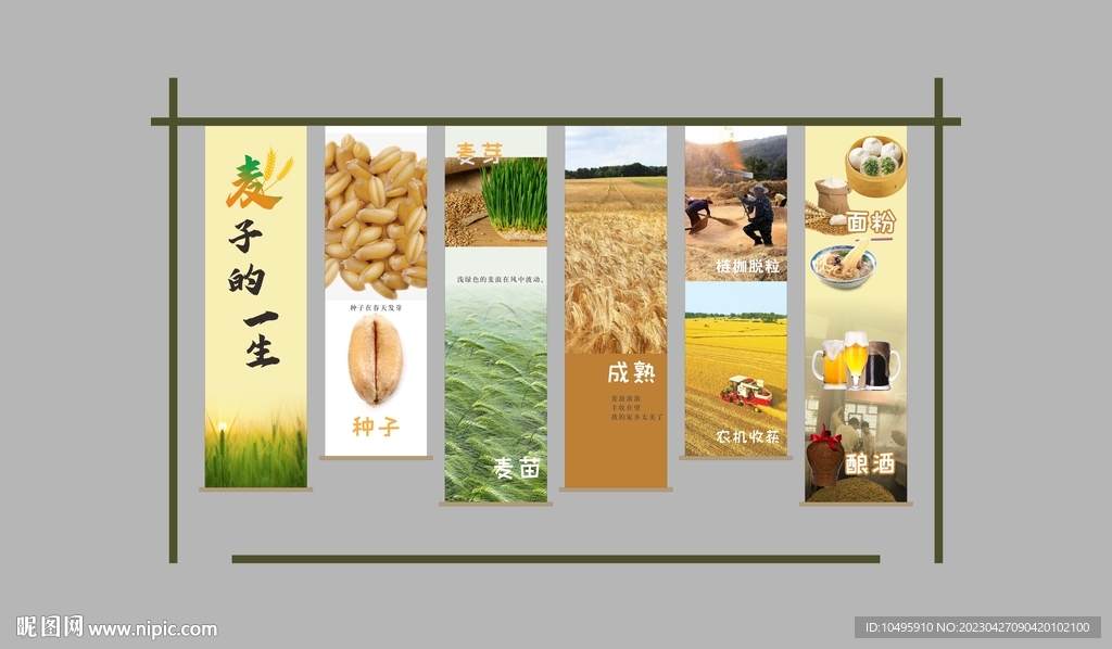 麦子的一生