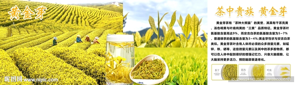黄金芽绿茶