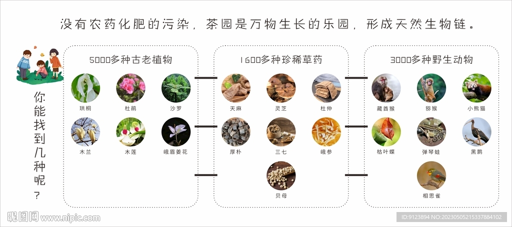 茶园植物 动物 生物链