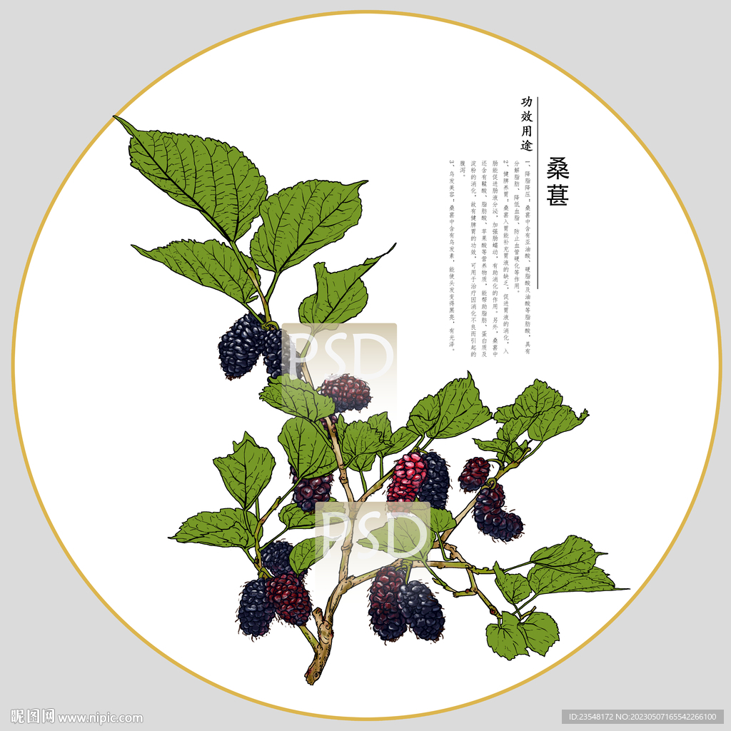 桑葚包装插画