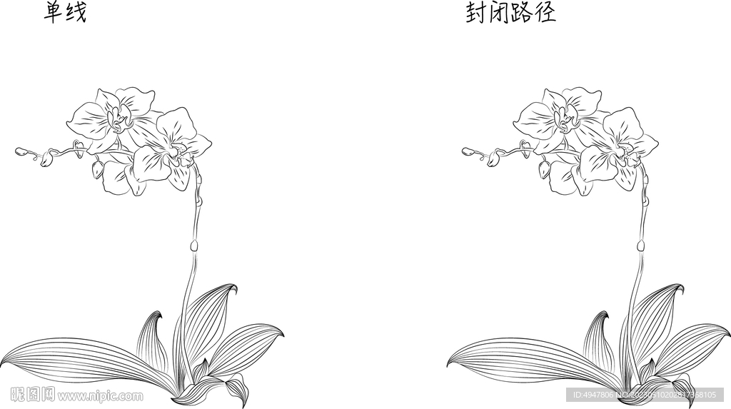 蝴蝶兰 矢量图