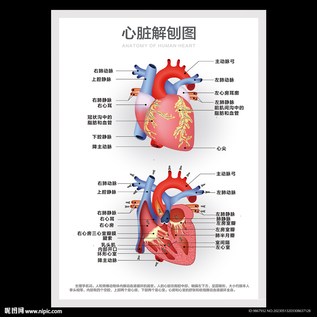心脏解刨图