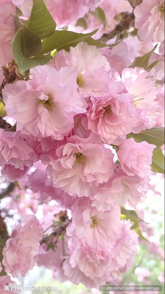 花团锦簇