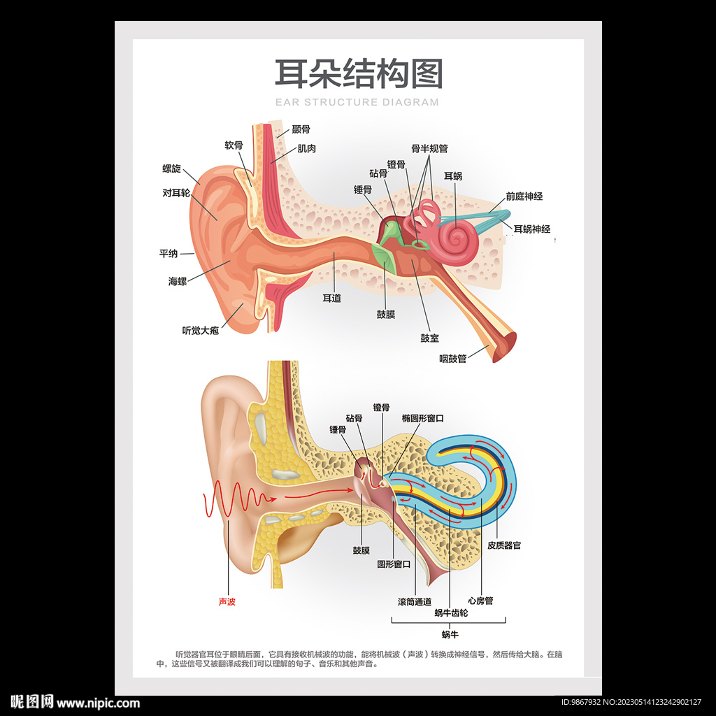 耳朵结构图