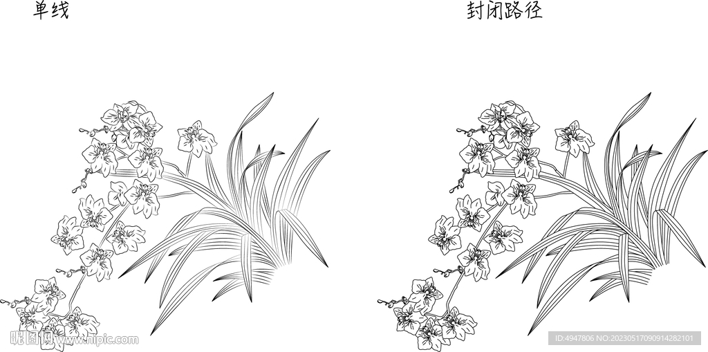 兰花 矢量图