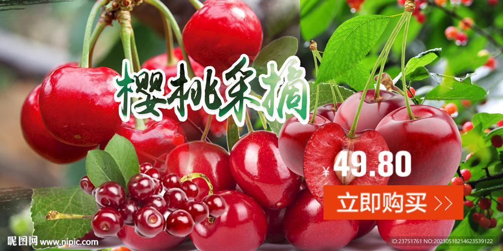 樱桃采摘 