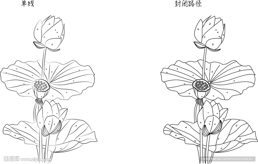 荷花 矢量图