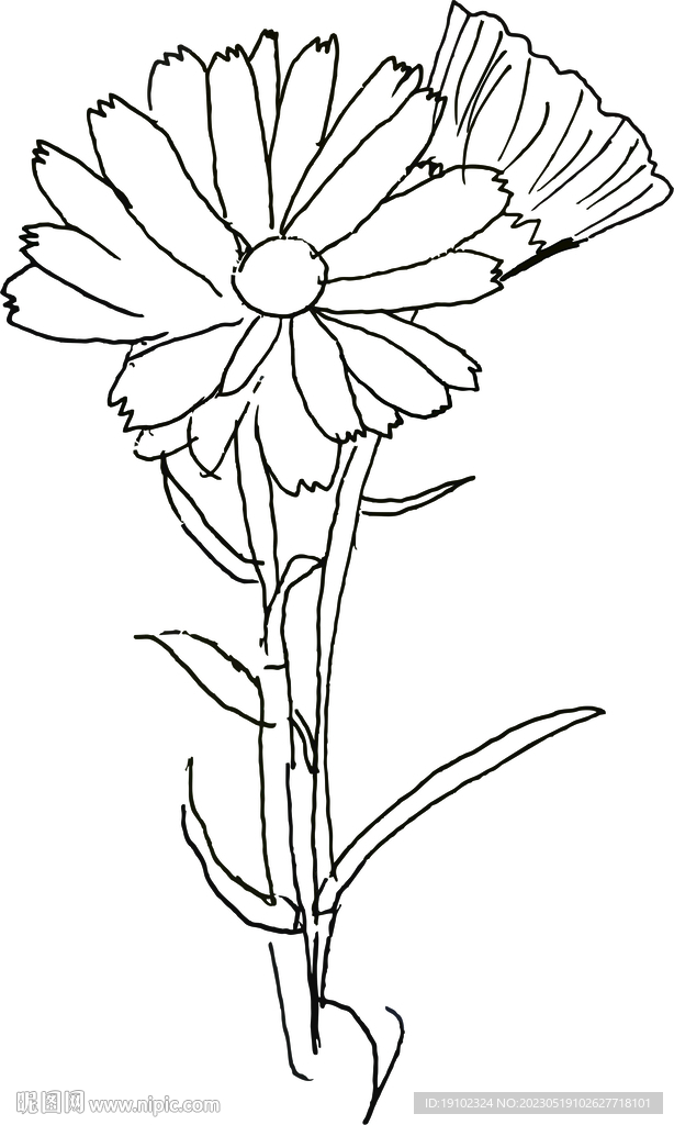 洋甘菊线条