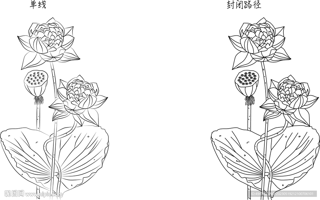 荷花 矢量图