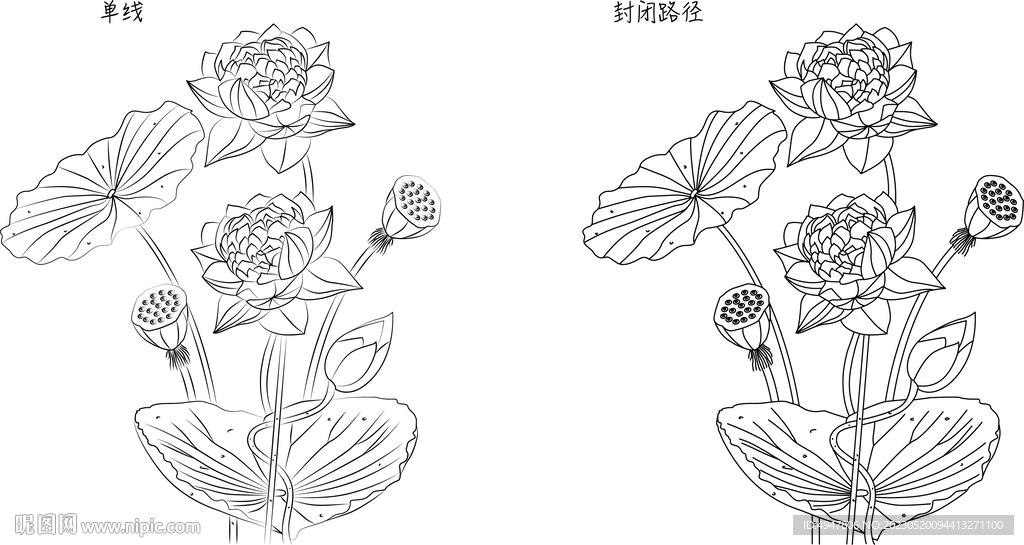 荷花 矢量图