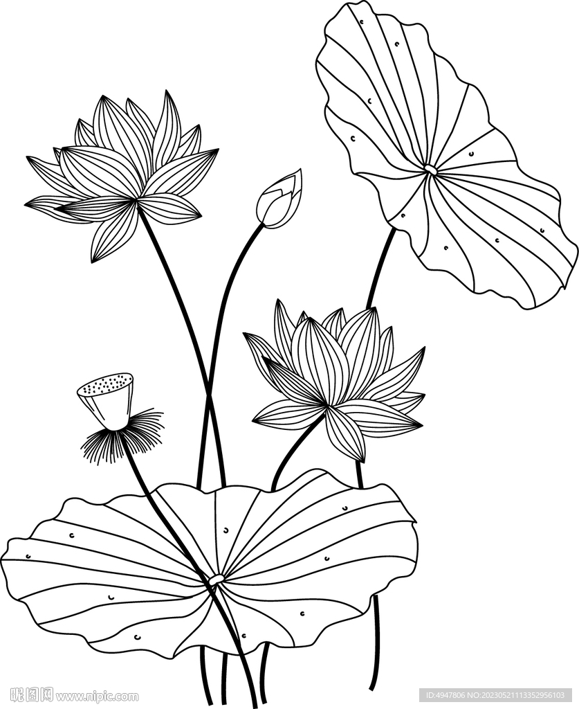荷花 矢量图