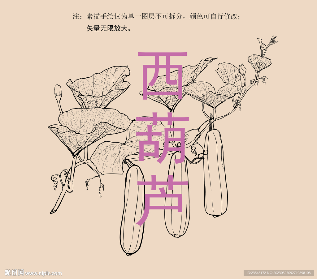 西葫芦