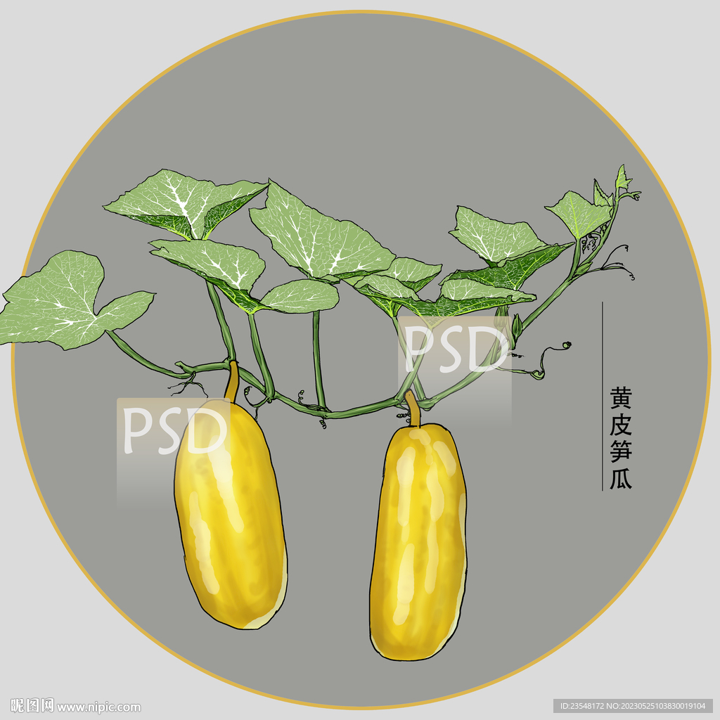 黄皮笋瓜包装插画