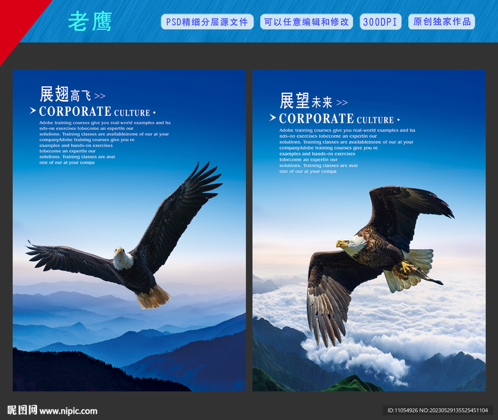 老鹰