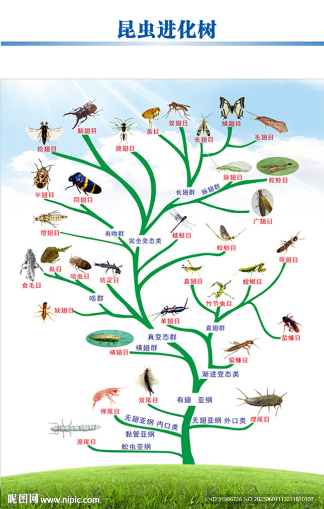 昆虫进化树设计图