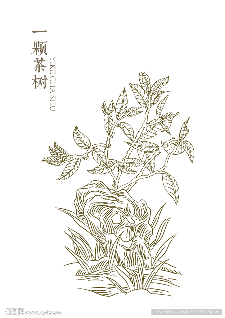 一颗茶树