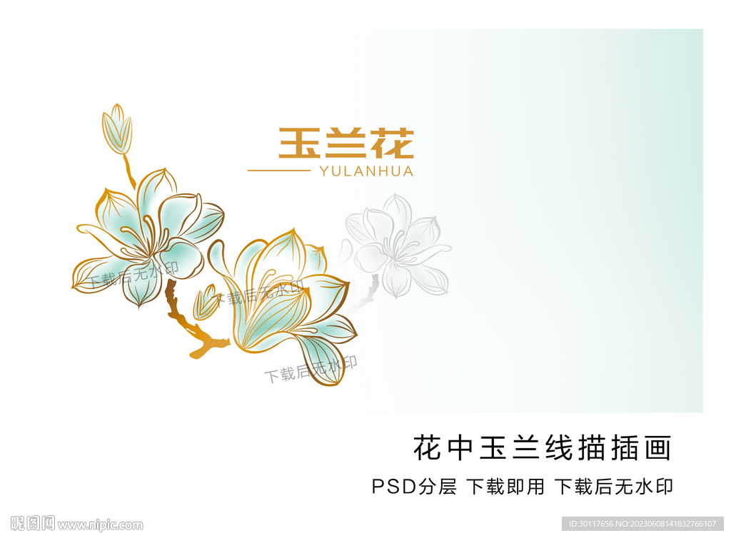 玉兰花线描插画
