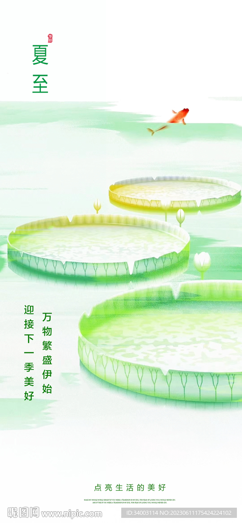 夏至 荷叶