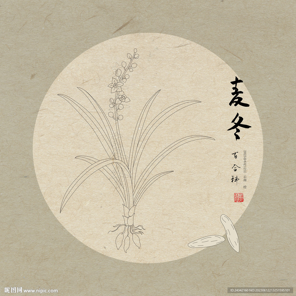 手绘麦冬线描