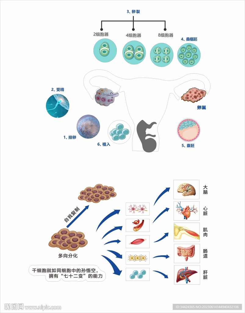 大健康