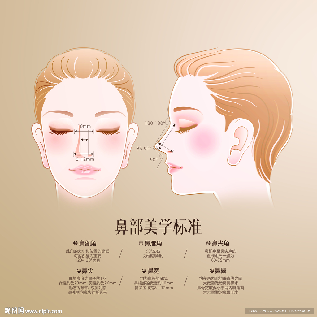 鼻部美学标准