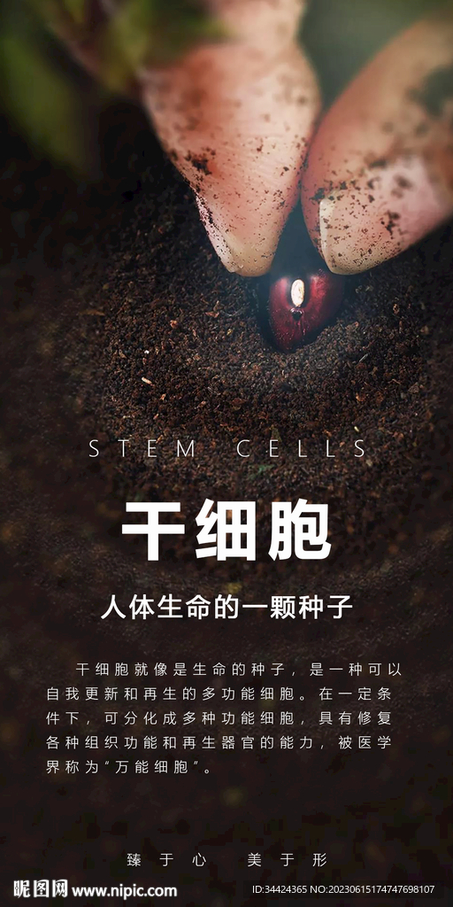 干细胞