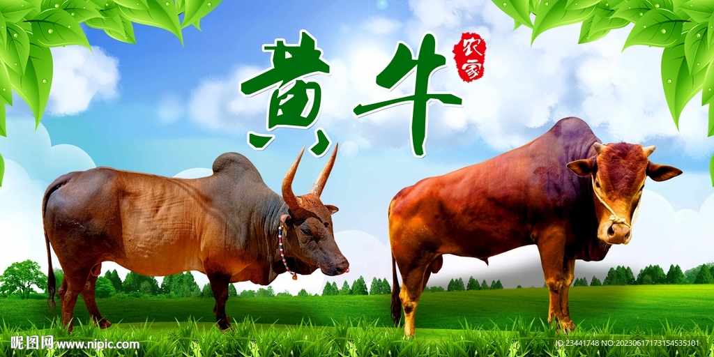 农家黄牛