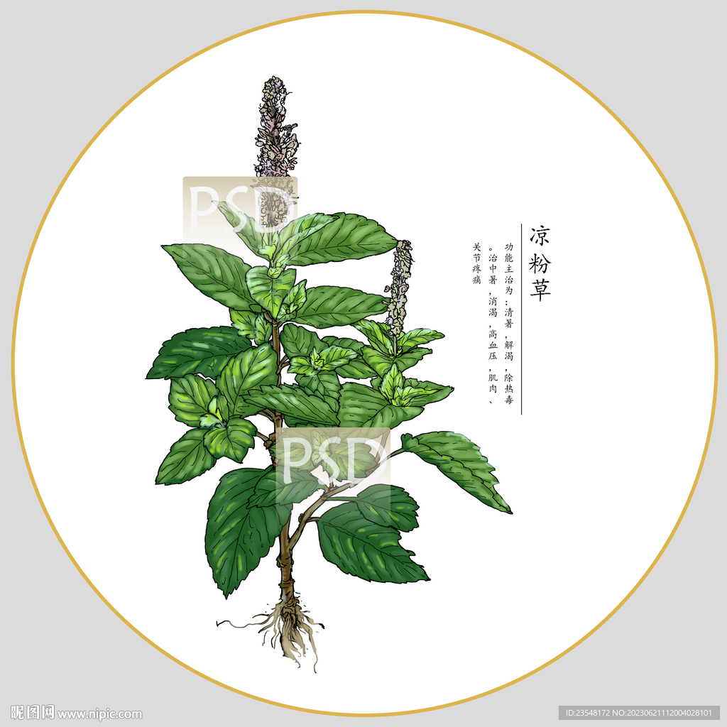 凉粉草包装插画