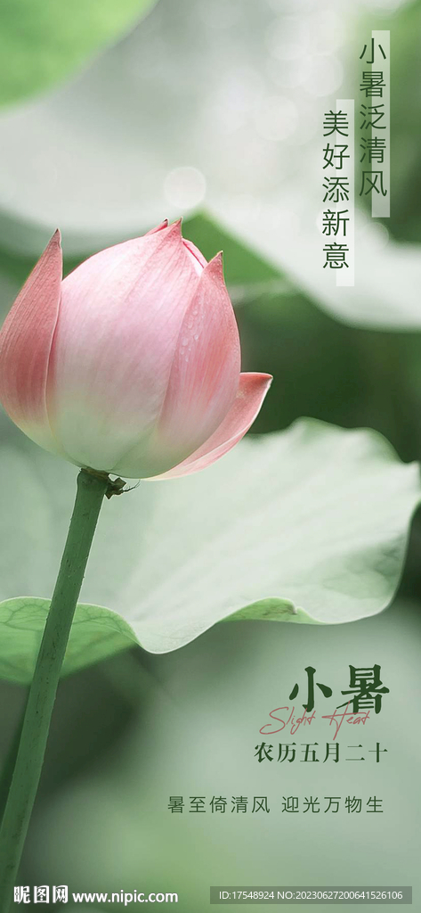 小暑海报