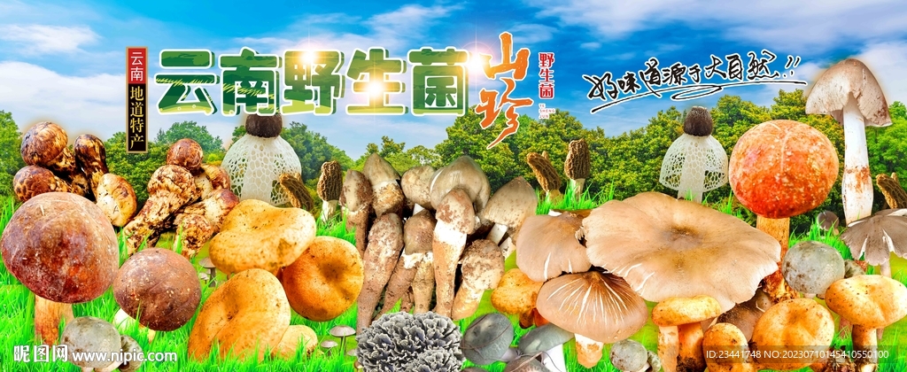 野生菌海报