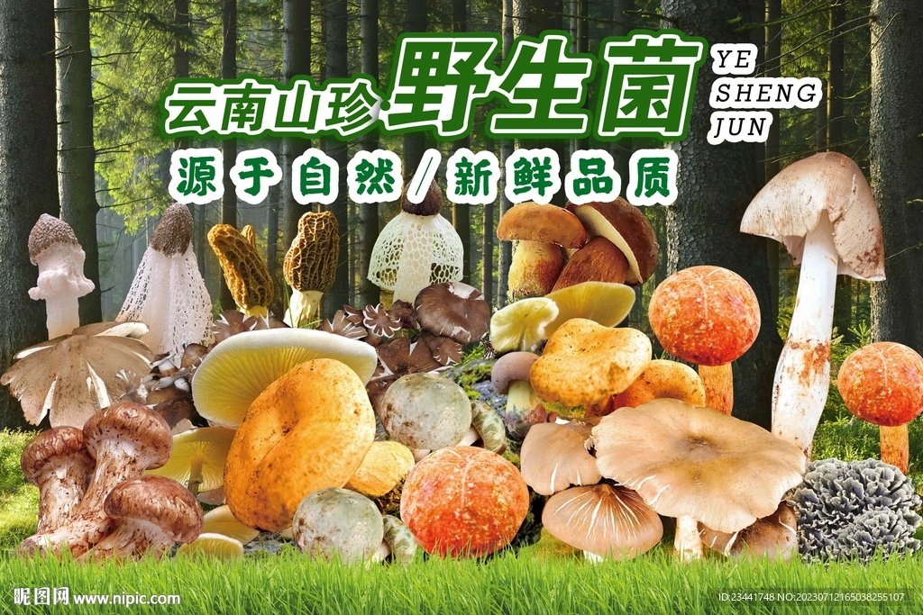 野生菌海报