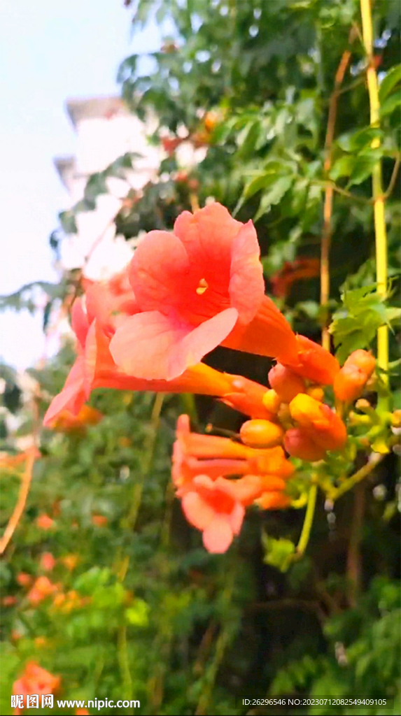 银屑花