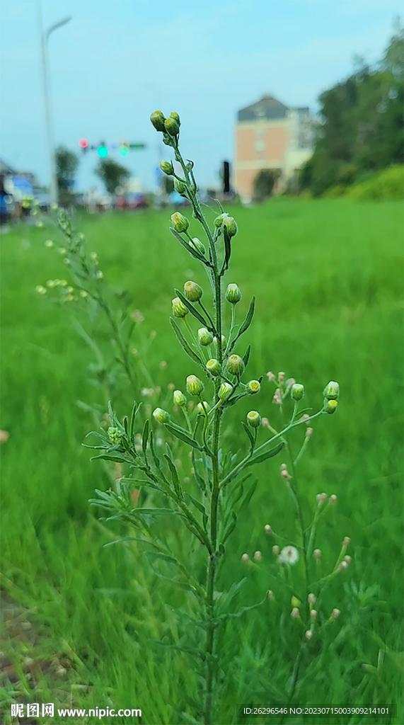 香丝草