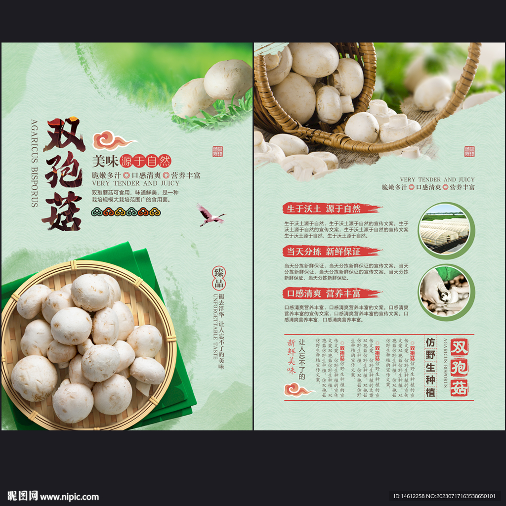 双孢菇