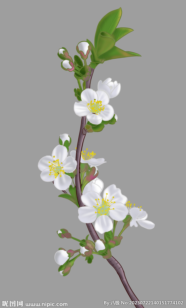花卉插画