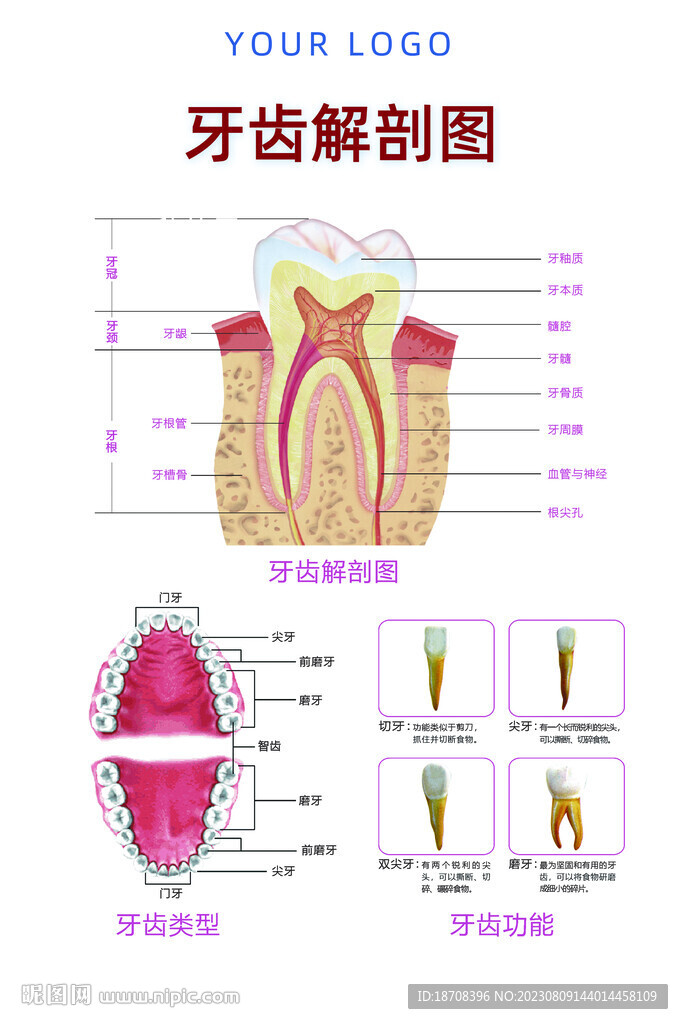 牙齿解剖图