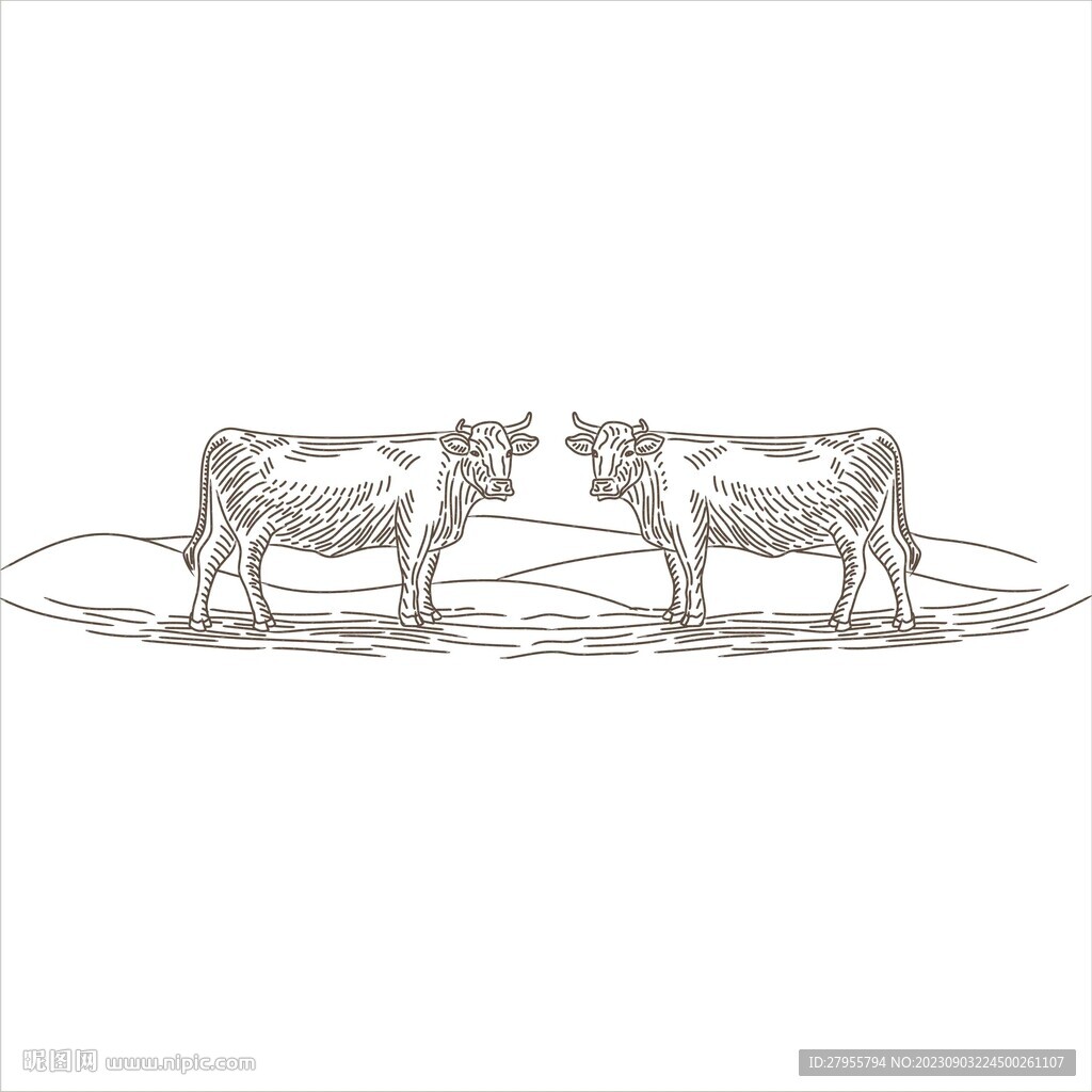 牛插画矢量手绘线描