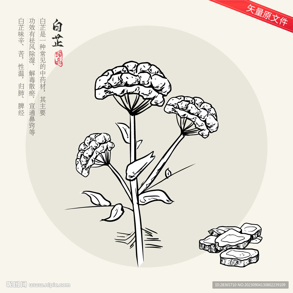 白芷