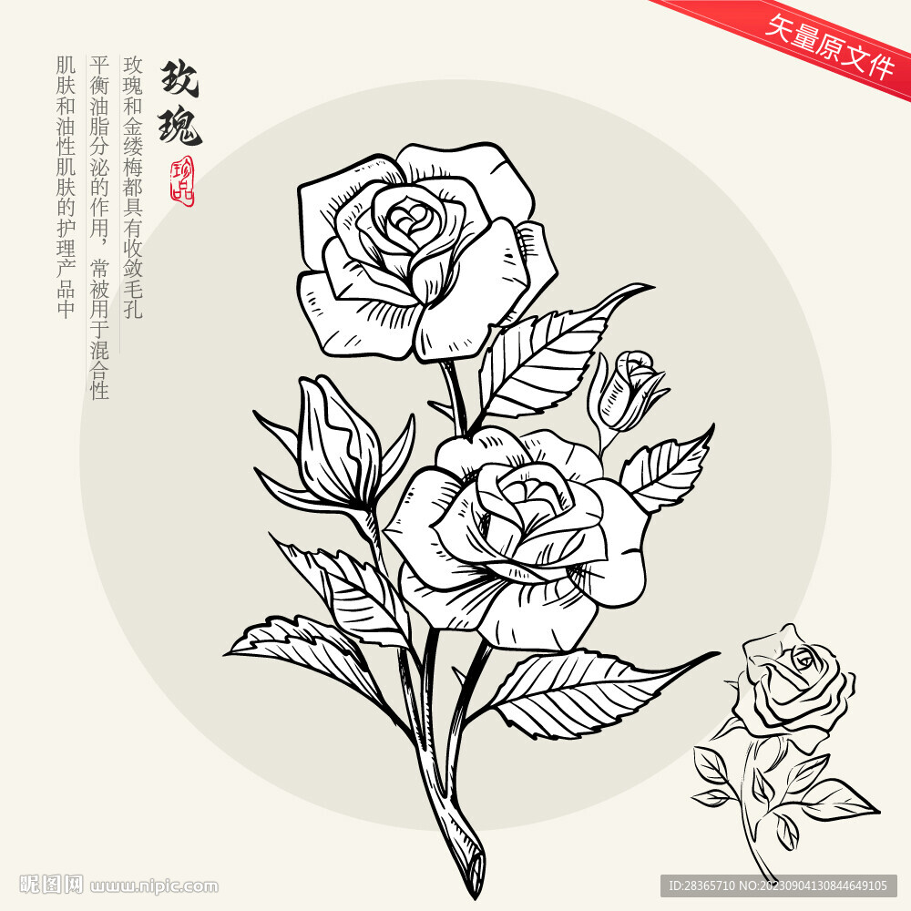 玫瑰花线稿