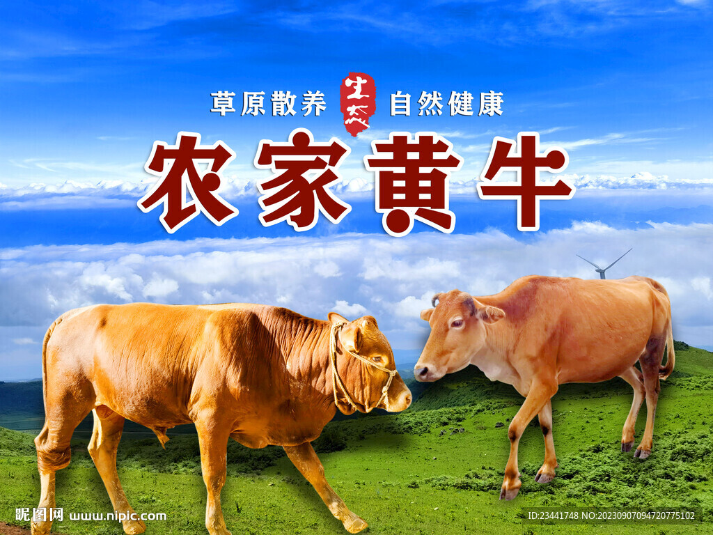 农家黄牛
