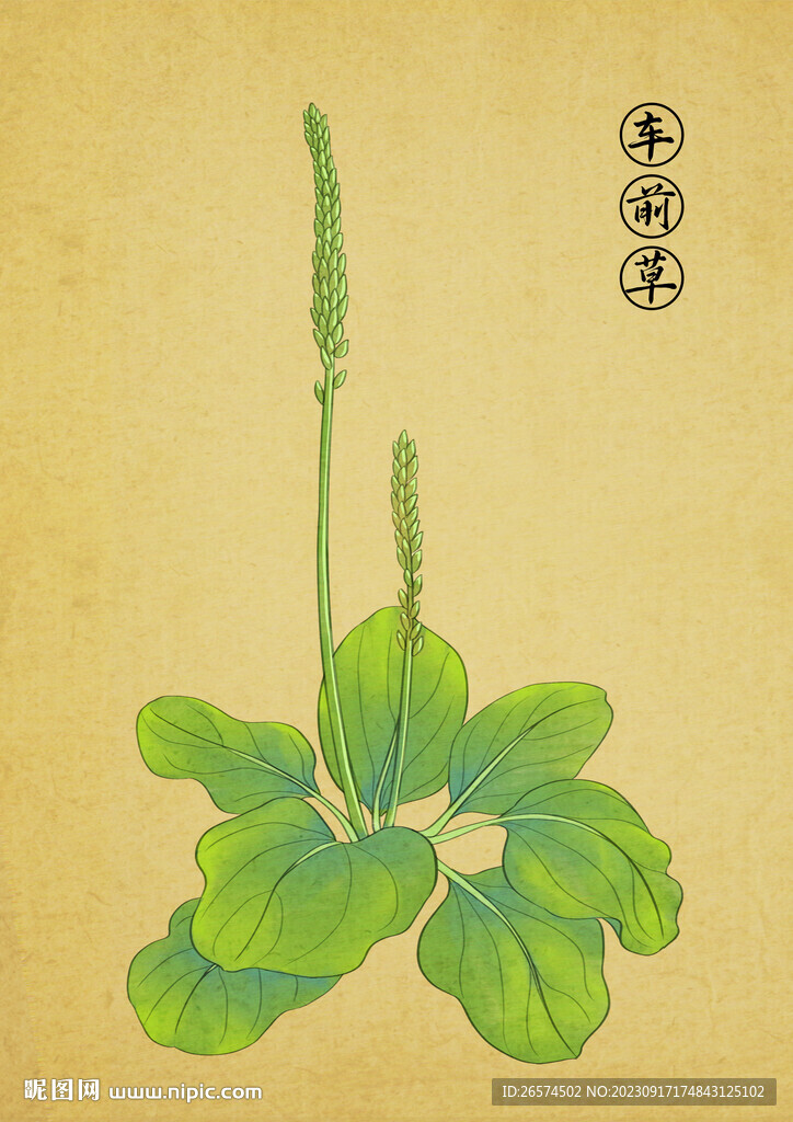 中草药车前草