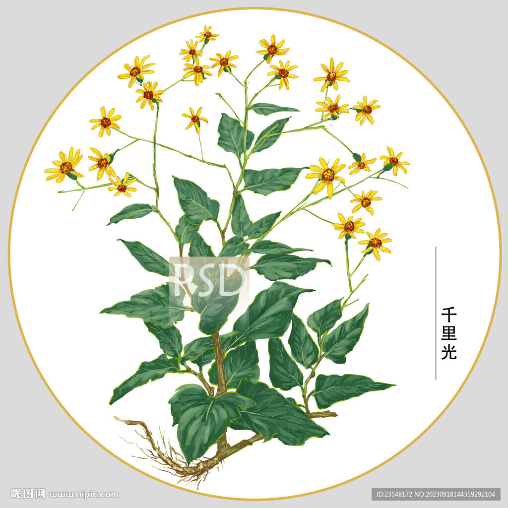 千里光包装插画