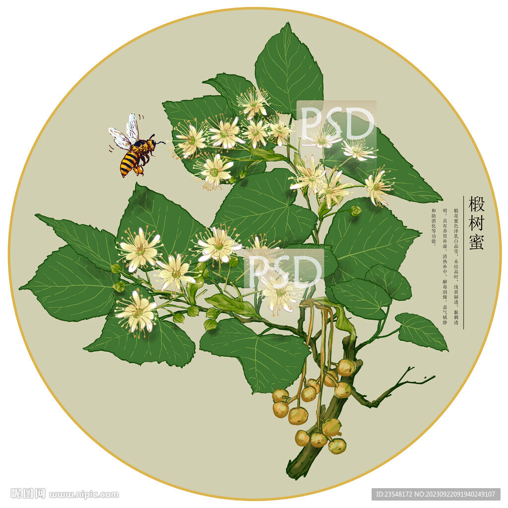 椴树蜜包装插画